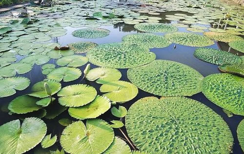 一池塘的芡实